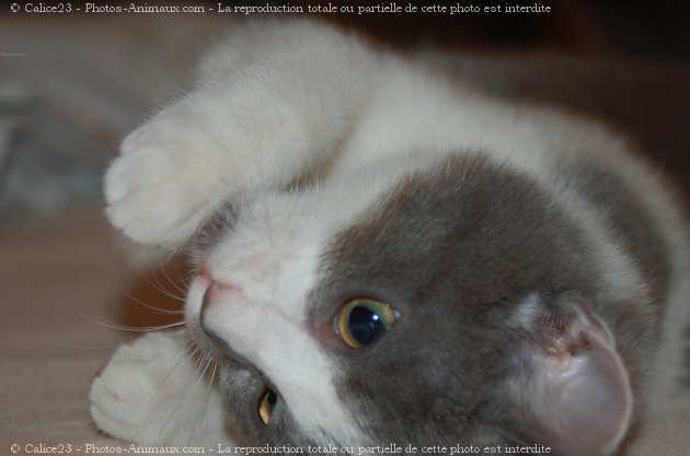 Photo de Chat domestique