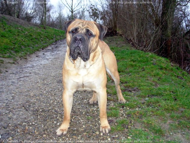 Photo de Bullmastiff