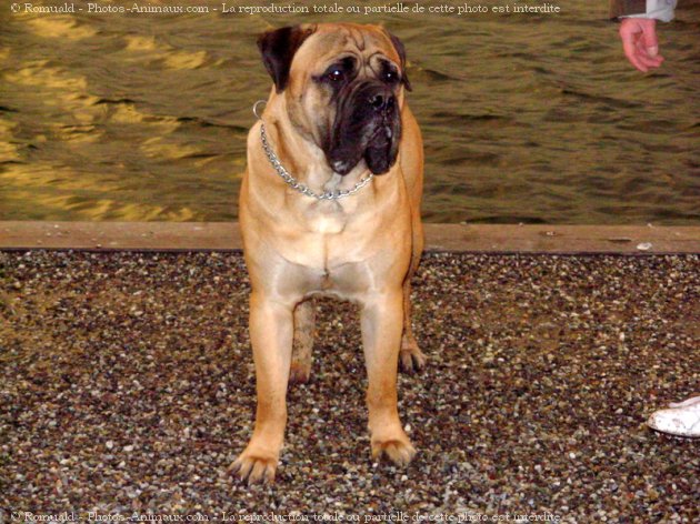 Photo de Bullmastiff