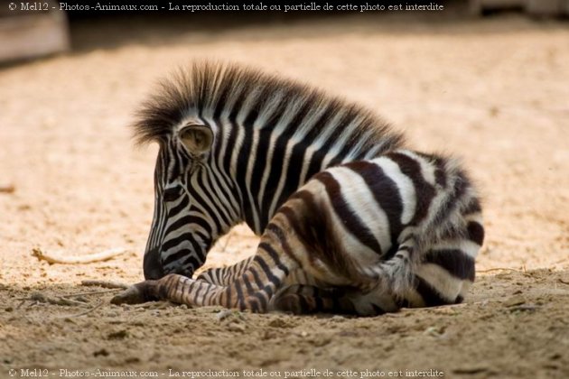 Photo de Zebre