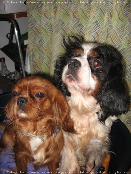 Photo de Cavalier king charles spaniel