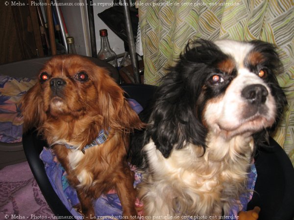 Photo de Cavalier king charles spaniel