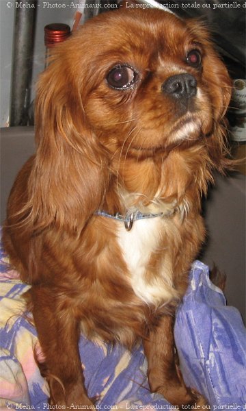 Photo de Cavalier king charles spaniel