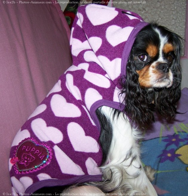 Photo de Cavalier king charles spaniel