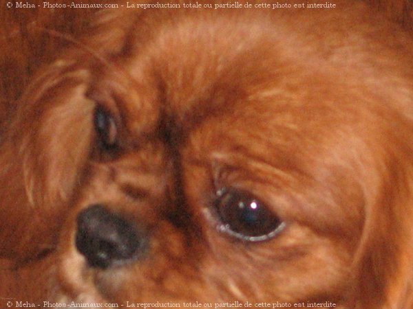 Photo de Cavalier king charles spaniel