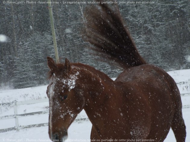 Photo de Quarter horse