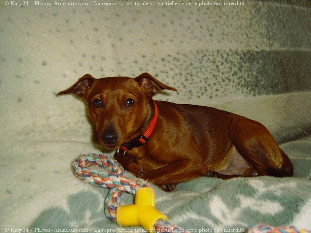 Photo de Pinscher nain