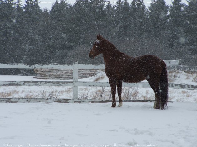 Photo de Quarter horse