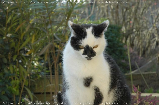 Photo de Chat domestique