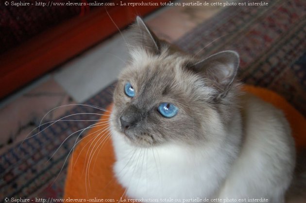 Photo de Sacr de birmanie