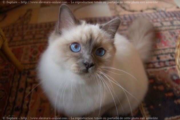 Photo de Sacr de birmanie