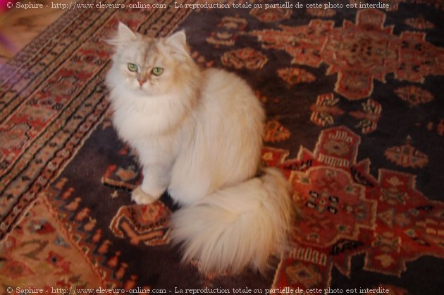 Photo de British longhair