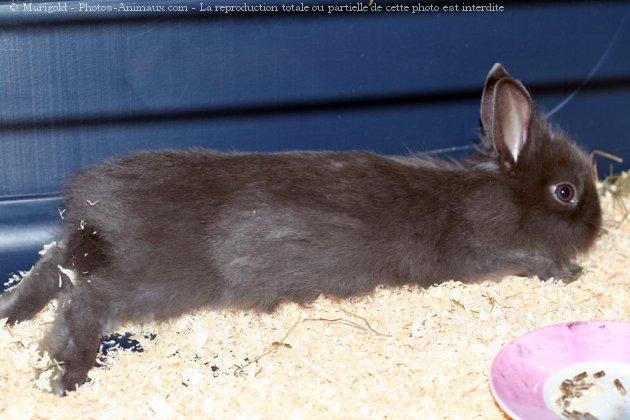 Photo de Lapin