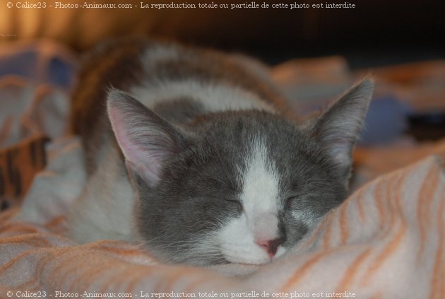 Photo de Chat domestique