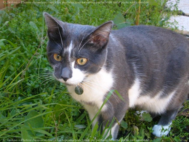 Photo de Chat domestique