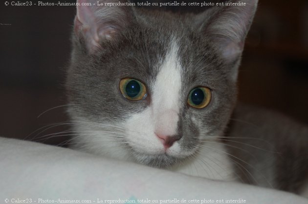 Photo de Chat domestique