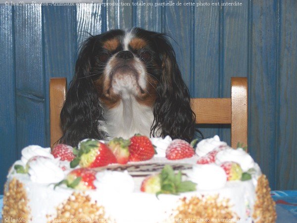 Photo de Cavalier king charles spaniel