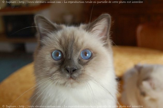 Photo de Sacr de birmanie