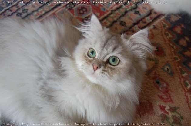 Photo de British longhair