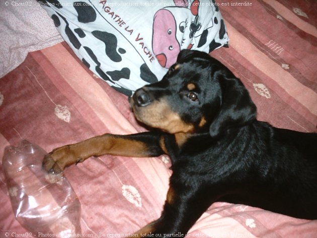 Photo de Rottweiler