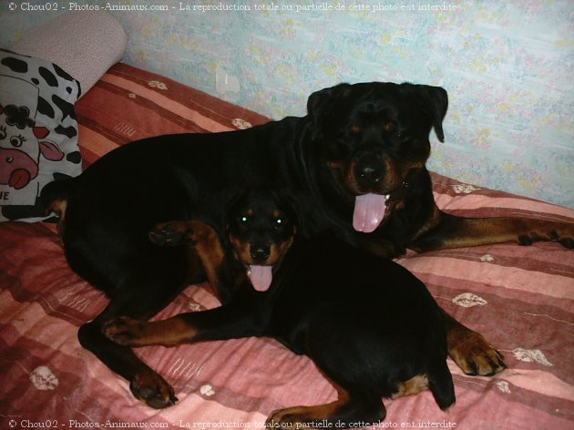 Photo de Rottweiler