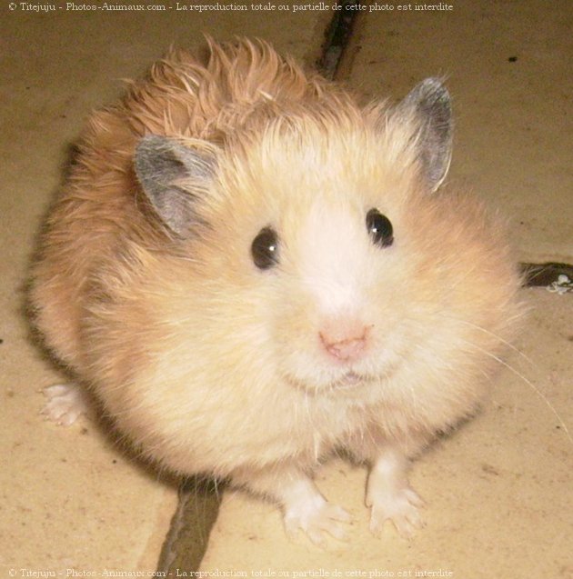 Photo de Hamster