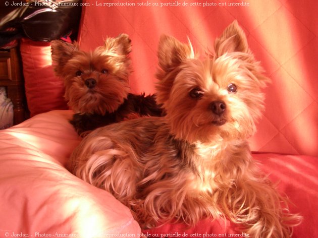 Photo de Yorkshire terrier