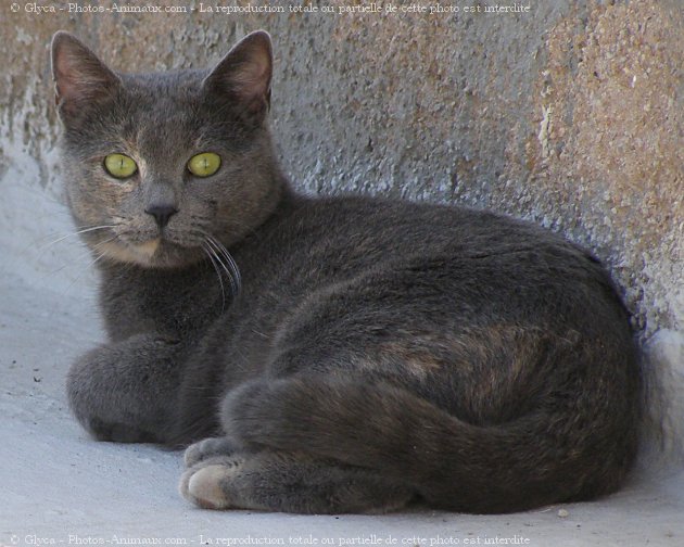 Photo de Chat domestique