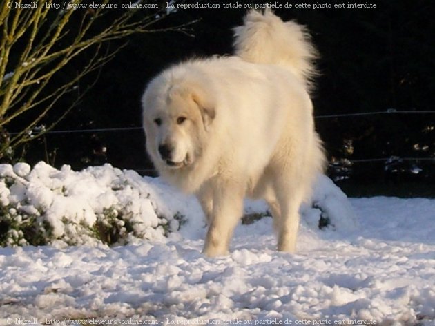 Photo de Chien de montagne des pyrnes