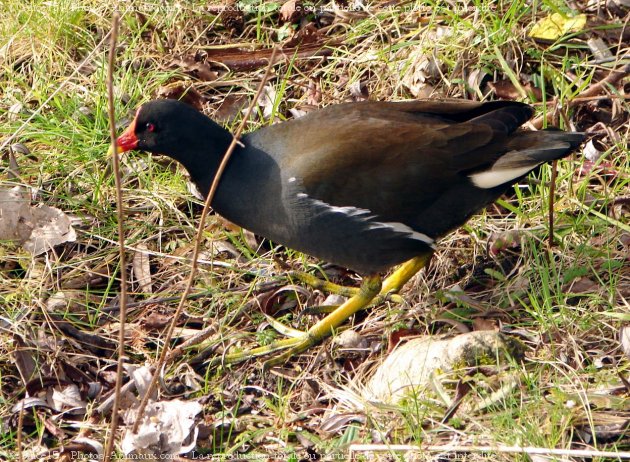 Photo de Poule