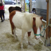 Photo de Poney franais de selle