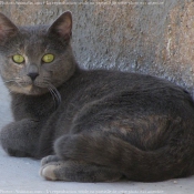 Photo de Chat domestique