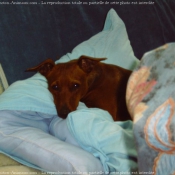 Photo de Pinscher nain