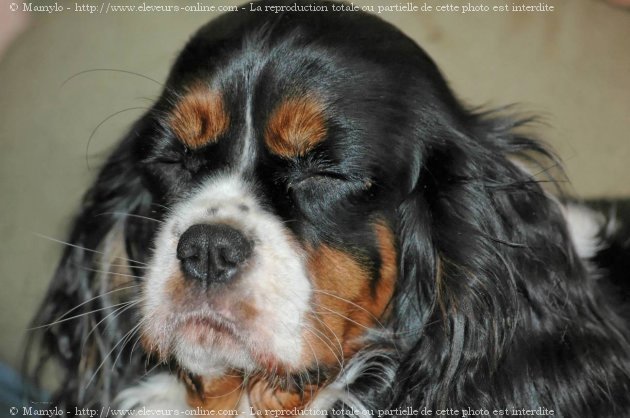 Photo de Cavalier king charles spaniel