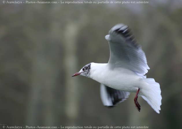 Photo de Mouette