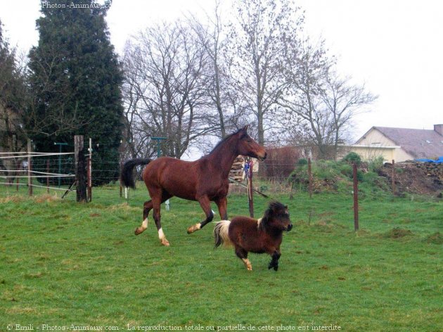 Photo de Races diffrentes