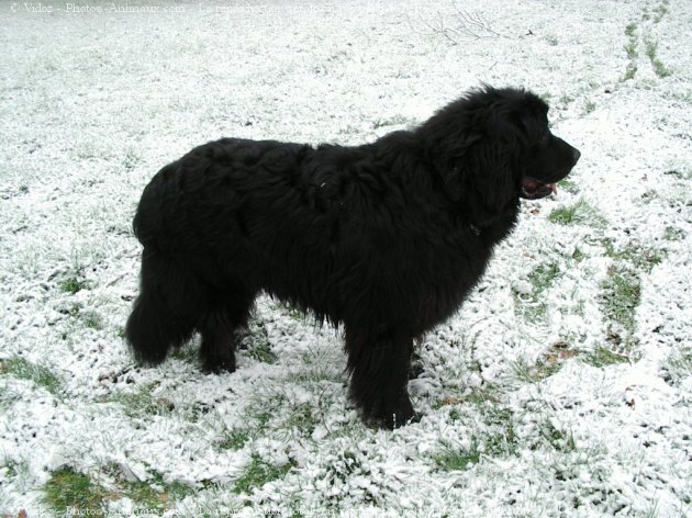 Photo de Chien de terre-neuve