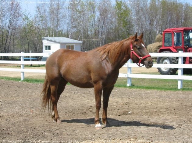 Photo de Quarter horse