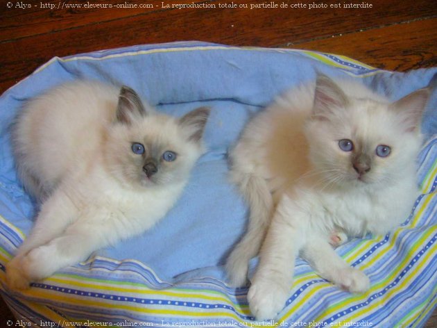 Photo de Sacr de birmanie