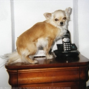 Photo de Chihuahua  poil long