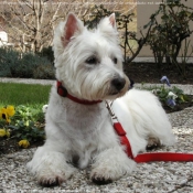 Photo de West highland white terrier