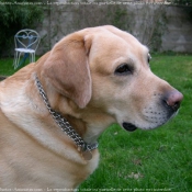 Photo de Labrador retriever