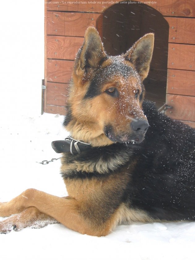 Photo de Berger allemand  poil court