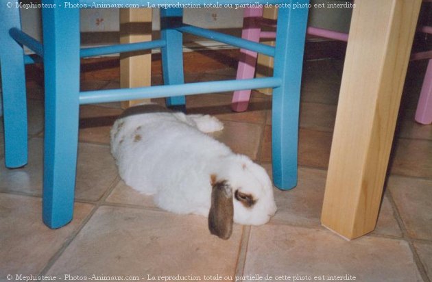 Photo de Lapin