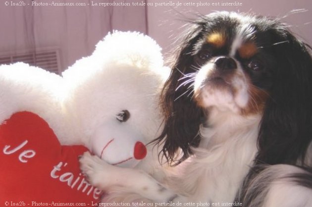 Photo de Cavalier king charles spaniel