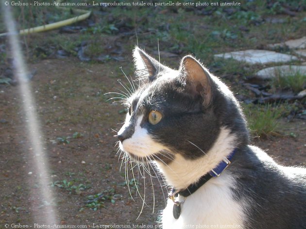 Photo de Chat domestique