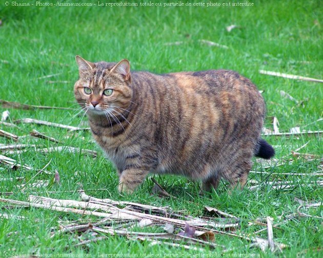 Photo de Chat domestique