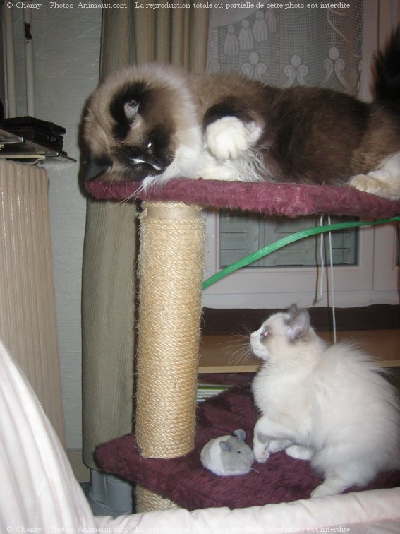 Photo de Ragdoll