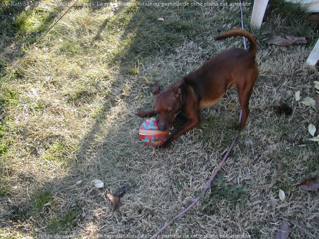 Photo de Pinscher nain