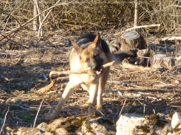 Photo de Berger allemand  poil court